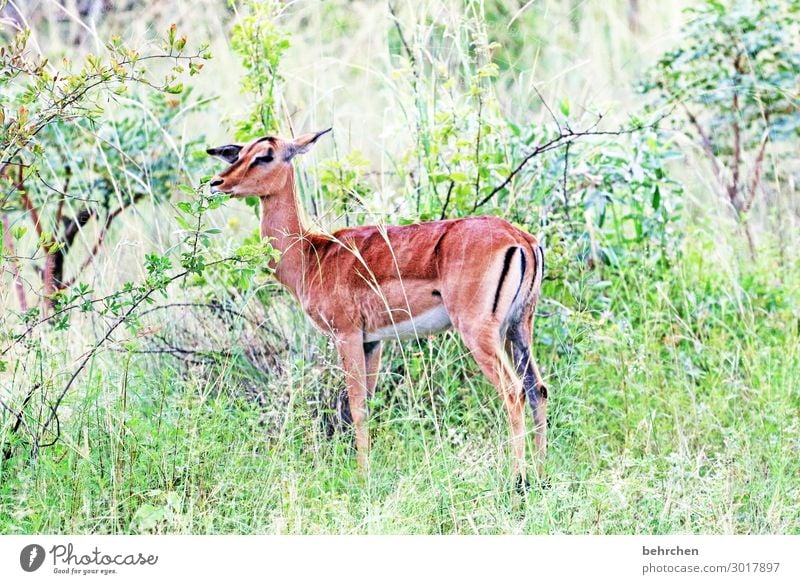 South African roe deer Baby animal Adventure Landscape Fantastic Freedom Tourism Safari Love of animals Wilderness Wanderlust Day Animal portrait