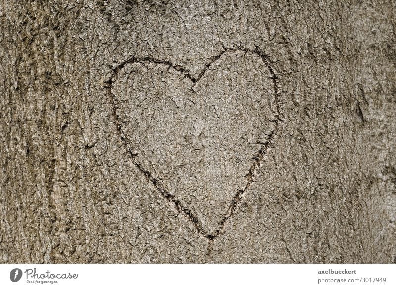 Heart symbol carved in tree Lifestyle Valentine's Day Nature Tree Forest Sign Love Symbols and metaphors Background picture Heart-shaped Display of affection