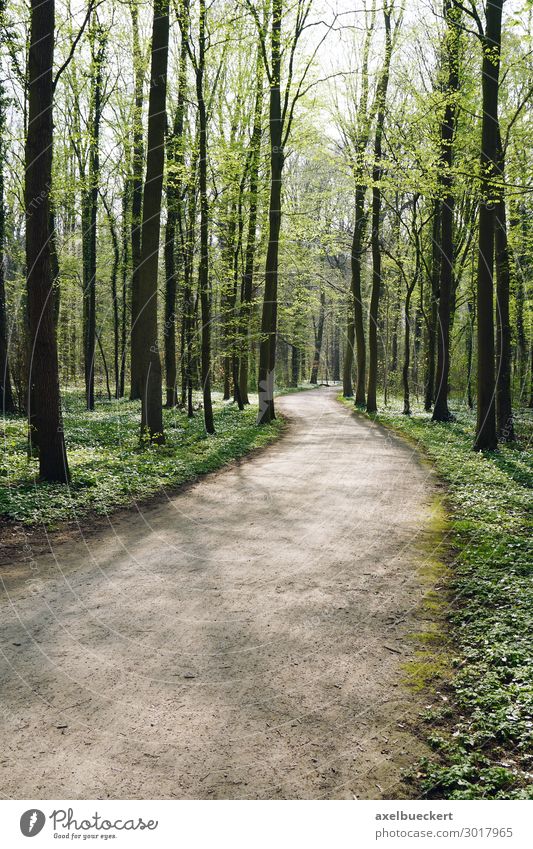 Forest trail in spring Leisure and hobbies Vacation & Travel Hiking Nature Landscape Spring Tree Lanes & trails Green Background picture Germany Europe Hannover