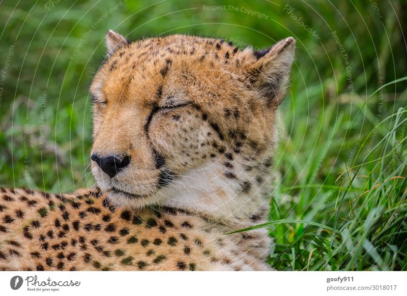 Close your eyes... Vacation & Travel Tourism Trip Adventure Far-off places Freedom Safari Expedition Face Ear Grass Animal Wild animal Cat Animal face Pelt