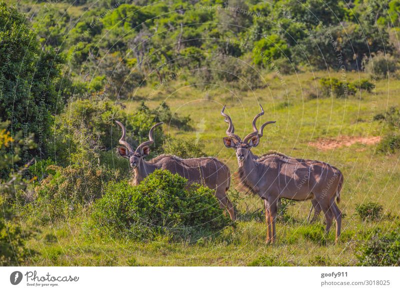 Everything at a glance Vacation & Travel Tourism Trip Adventure Far-off places Freedom Safari Expedition Environment Nature Landscape Warmth Drought Plant Tree