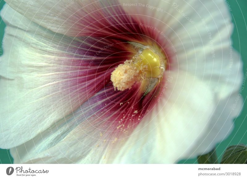 White Hibiscus Petals Nature Plant Flower Esthetic Beautiful hibiscus filament anther stamen pollination Colour photo Close-up Macro (Extreme close-up) Deserted