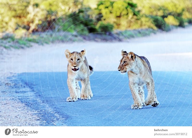 see you again!!! Animal portrait blurriness Sunset Sunrise Sunlight Deserted Dawn Soft Hunting Risk Day Animal protection Light Colour photo Shadow Contrast