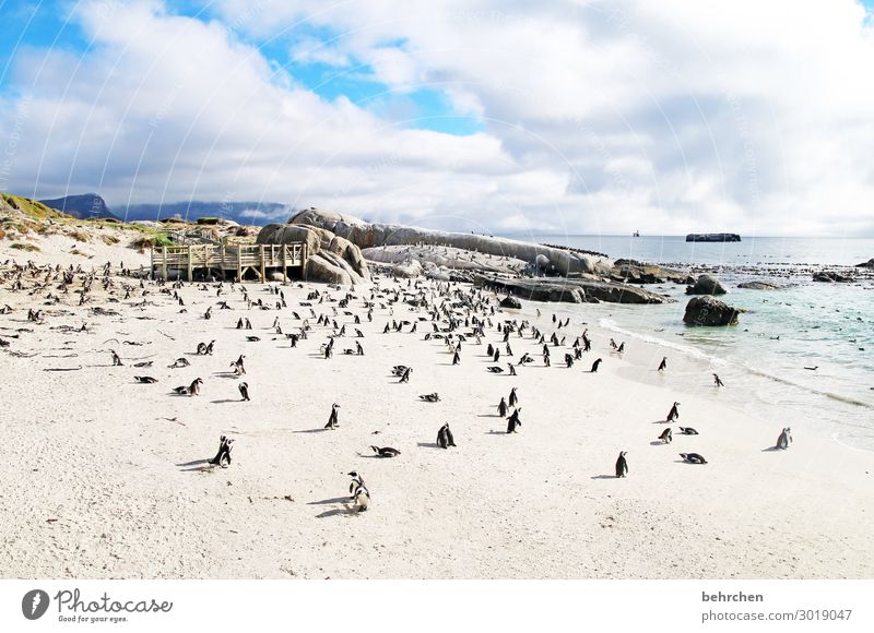 a sea of penguins Contrast Light Day Exterior shot Colour photo Wanderlust Wild South Africa Fantastic Exceptional Ocean Beach Coast Waves Sky Landscape Freedom