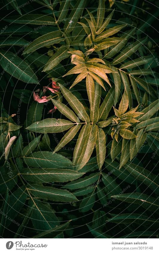 green plant leaves textured background in the garden Plant Leaf Green Garden Floral Nature Decoration Abstract Consistency Fresh Exterior shot