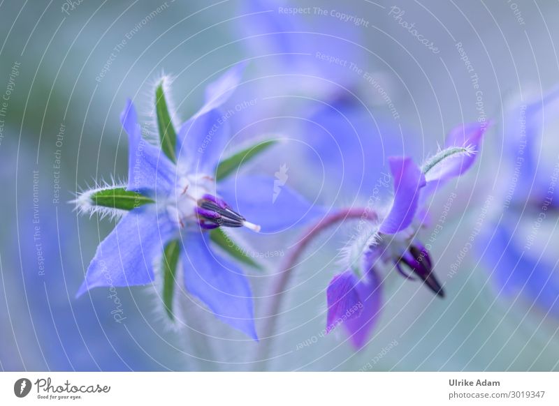 Blue flower of borage Herbs and spices Elegant Alternative medicine Healthy Eating Wellness Harmonious Contentment Calm Meditation Spa Wallpaper Valentine's Day