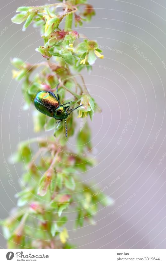 Small green beetle Beetle Summer Plant Wild plant Weed Animal sorrel beetle leaf beetle 1 Brown Green Dazzling Detail Spring Insect