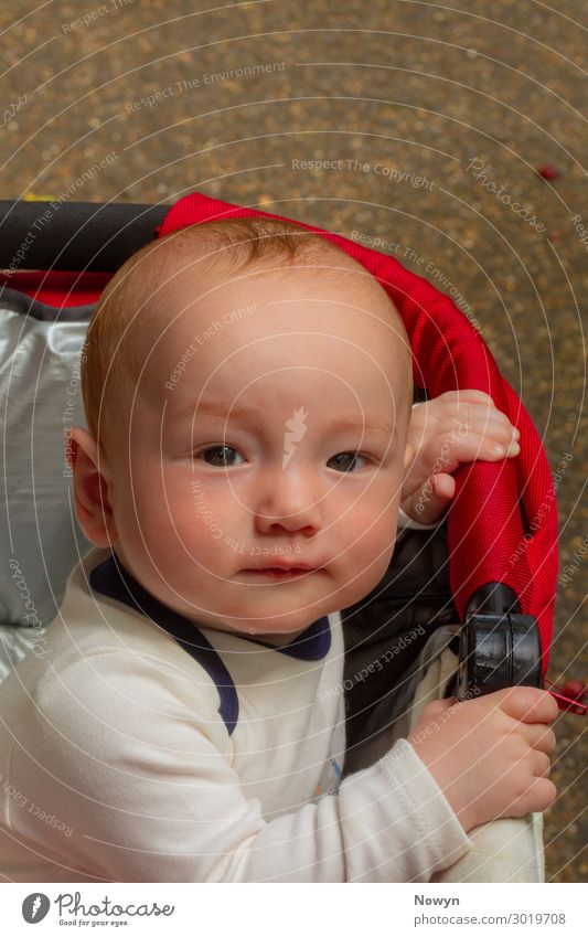 Baby looks out of a buggy Human being Masculine 1 0 - 12 months Observe Think Discover Relaxation Driving To enjoy Smiling Illuminate Love Brash Friendliness