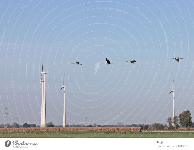 Landscape shot with wind turbines between fields and four flying cranes in front of a blue sky Energy industry Renewable energy Wind energy plant Environment