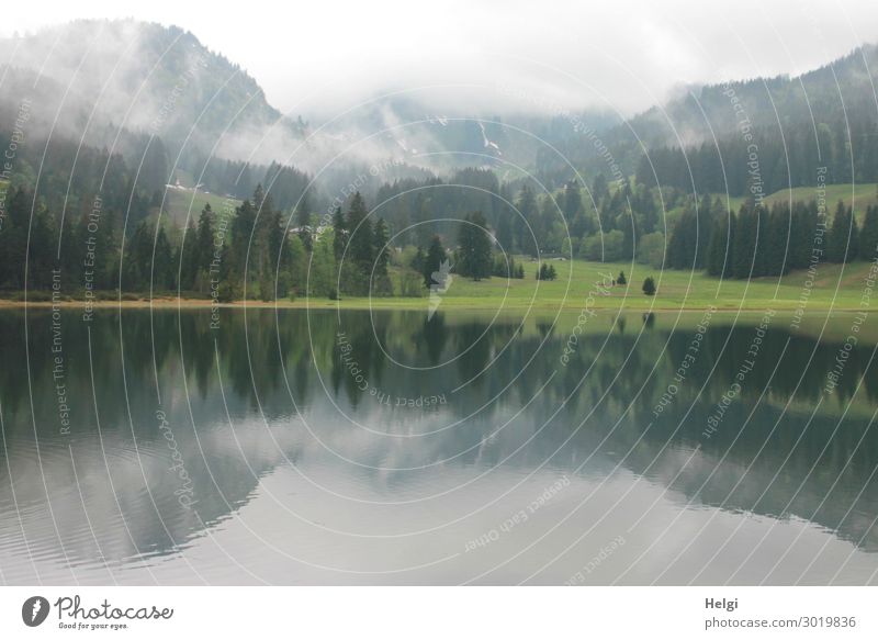Landscape shot at Spitzingsee, mirrored with mountains and fog Environment Nature Plant Water Spring Fog Tree Grass Alps Lakeside Relaxation Esthetic