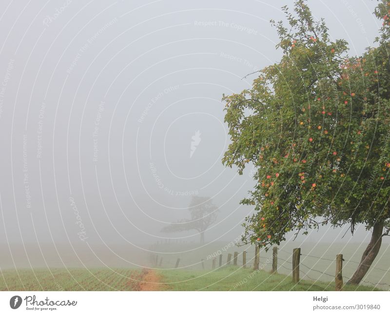 in dense fog an apple tree is illuminated by the sun Food Fruit Apple Environment Nature Landscape Plant Autumn Fog Tree Grass Apple tree Field Fence Fence post