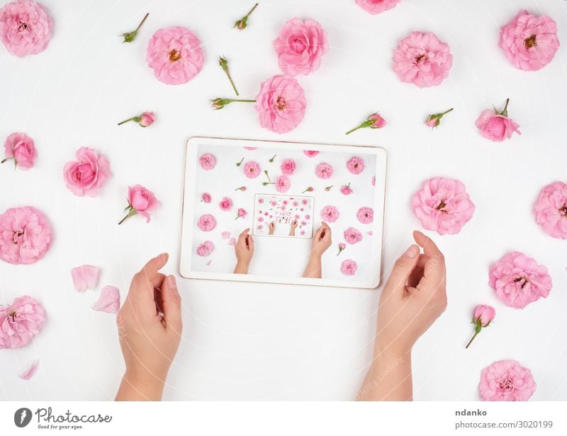 white electronic tablet Decoration Office Business PDA Computer Screen Technology Internet Woman Adults Hand Fingers Flower Modern Pink White Blank blooming Bud