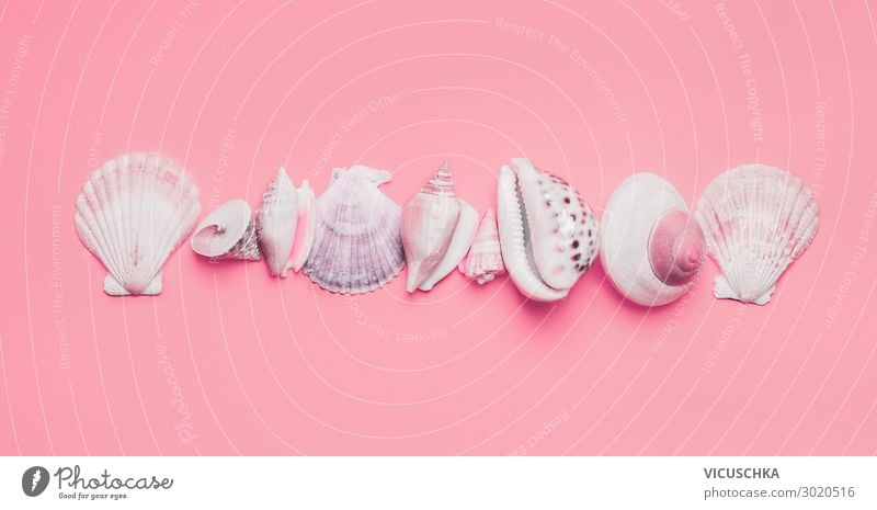White mussels on pink background Style Design Vacation & Travel Summer Summer vacation Decoration Collection Pink Background picture Hipster Still Life Mussel