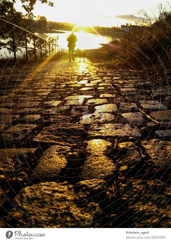 Follow the yellow brick road Jogging 1 Human being Sunrise Sunset Spring Summer Autumn Animal Pet Dog Free Friendliness Warmth Yellow Black Moody Romance Serene