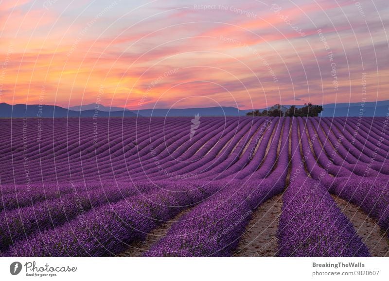 Purple lavender field in Provence Nature Landscape Plant Sky Clouds Summer Flower Agricultural crop Field Beautiful Lavender Lavender field Agriculture Seasons