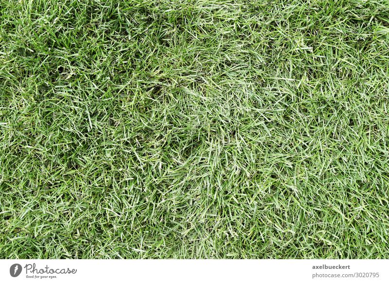 Grass Lawn Background Environment Nature Plant Garden Park Meadow Green Background picture Football pitch Copy Space Green space Structures and shapes