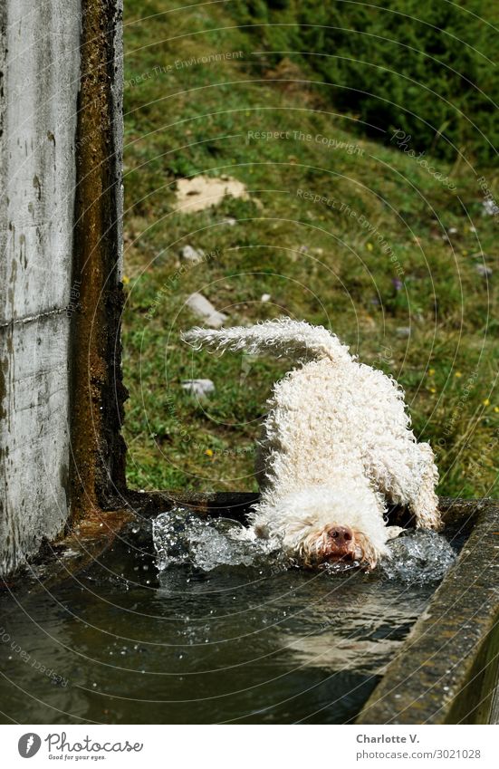 dive Animal Pet Dog 1 Concrete Water Swimming & Bathing Jump Dive Romp Fluid Happiness Fresh Cold Funny Wet Cute Gray Green White Joy Joie de vivre (Vitality)