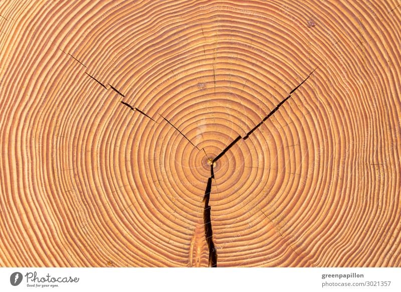 Years of life - wooden disc Nature Tree Old Tree trunk Wood Wooden floor tree rings Circle Brown Structures and shapes Background picture Natural Build