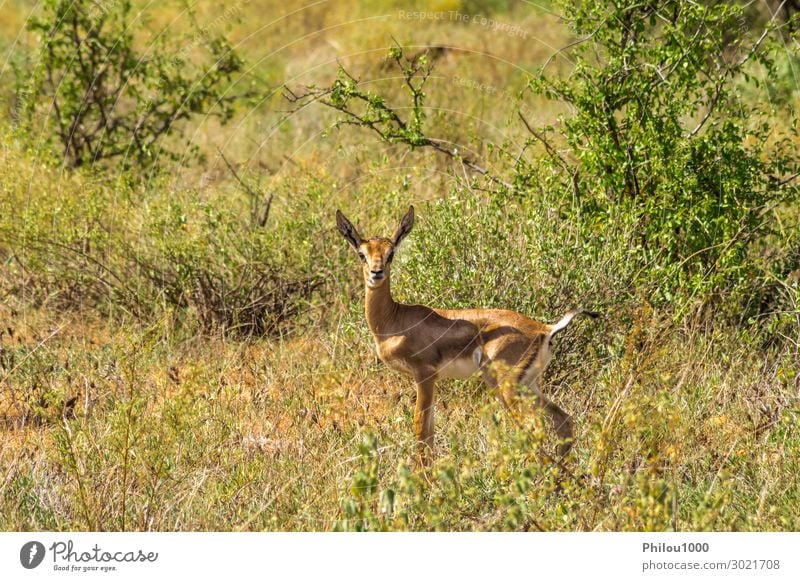 Female impala with young impalas, Samburu Game Safari Woman Adults Animal Curiosity Cute Africa Kenya aepyceros afrika Antelope antilope antilopesoorten
