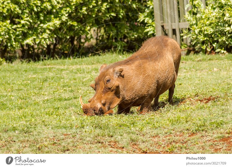 A warthog just emerging from a brush thicket Eating Vacation & Travel Tourism Safari Nature Animal Earth Grass Park Fur coat To feed Feeding Kneel Natural Wild