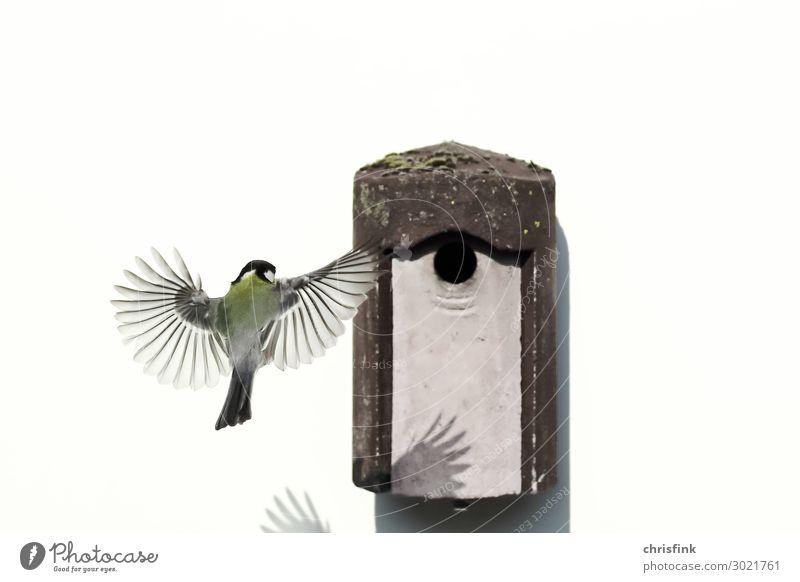 Great tit on approach to nesting box House (Residential Structure) Arrange Parenting Parents Adults Family & Relations Spring Deserted Animal Bird Wing 1 Stone