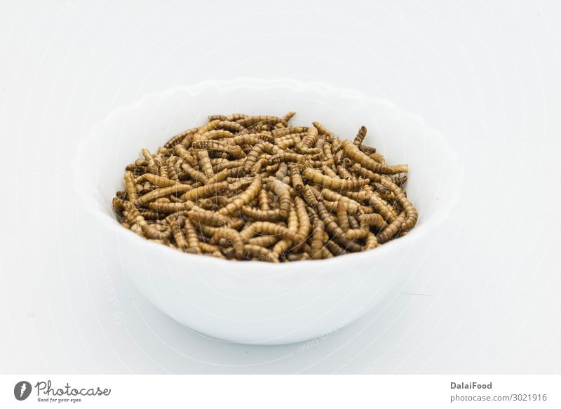 mealworms crustaceans tenebrio molitor isolated Eating Spoon Nature Animal Pet Bird Beetle Worm Packaging Old Freeze Brown Yellow White acheta asian background