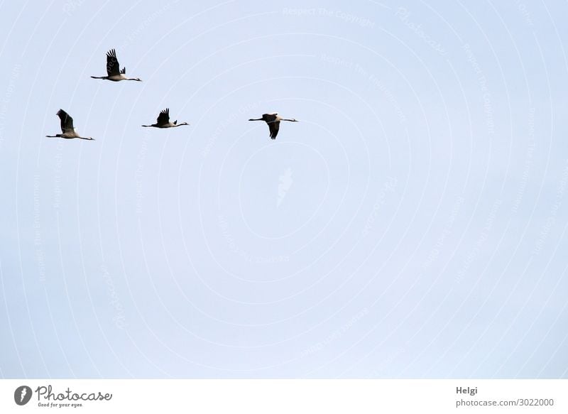 four cranes flying in formation in front of a light blue sky Environment Nature Animal Cloudless sky Autumn Beautiful weather Wild animal Bird Crane 4