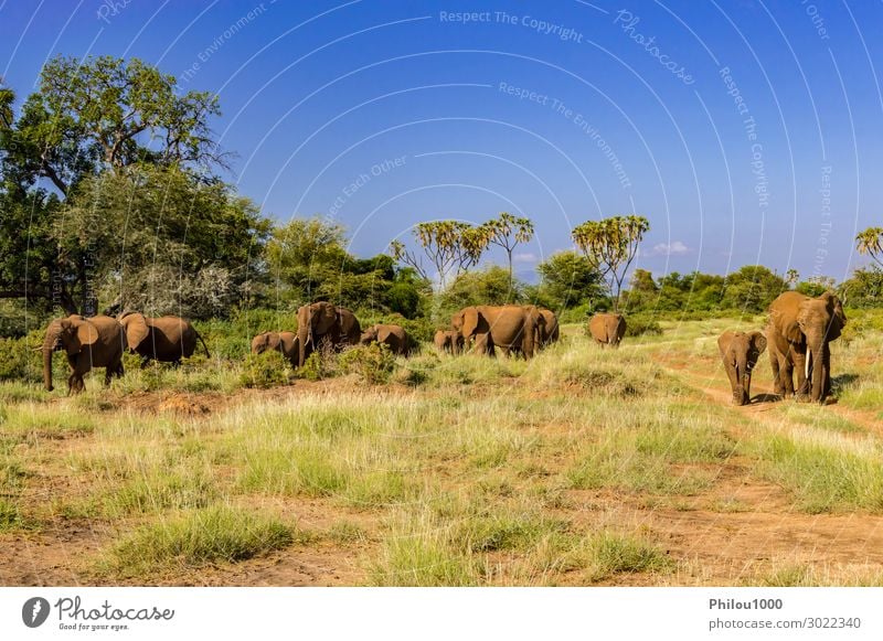 Herd elephants in the savannah Playing Vacation & Travel Tourism Safari Baby Family & Relations Nature Landscape Animal Park Wild Africa Kenya Samburu addo