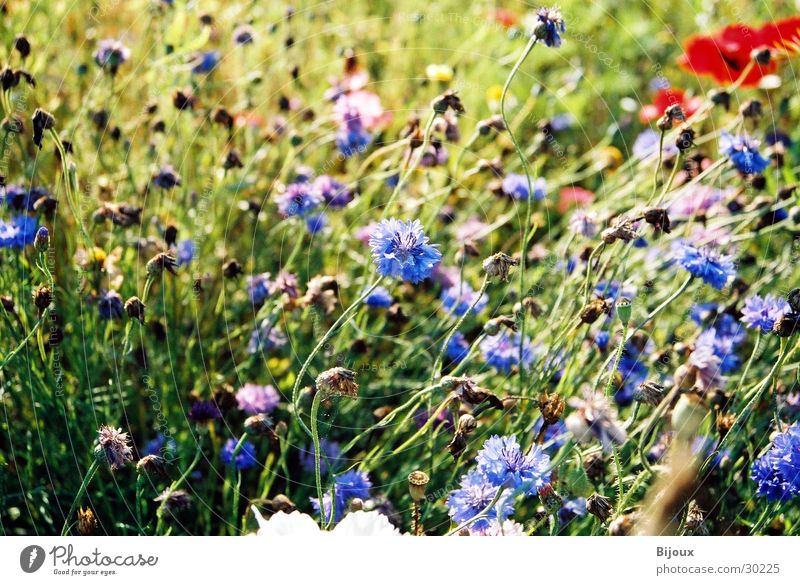 Blue meadow Meadow Cornflower Flower Summer Field Sweden