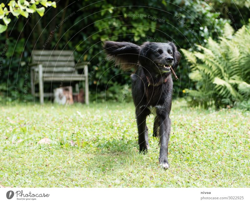 black dog fetches sticks Leisure and hobbies Playing Sports Environment Nature Summer Beautiful weather Plant Tree Grass Bushes Foliage plant Garden Meadow