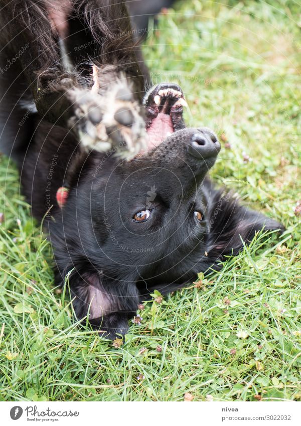 black dog lies on his back Joy Leisure and hobbies Playing Garden Nature Beautiful weather Grass Park Meadow Animal Pet Dog Animal face Pelt Claw Paw 1 Toys