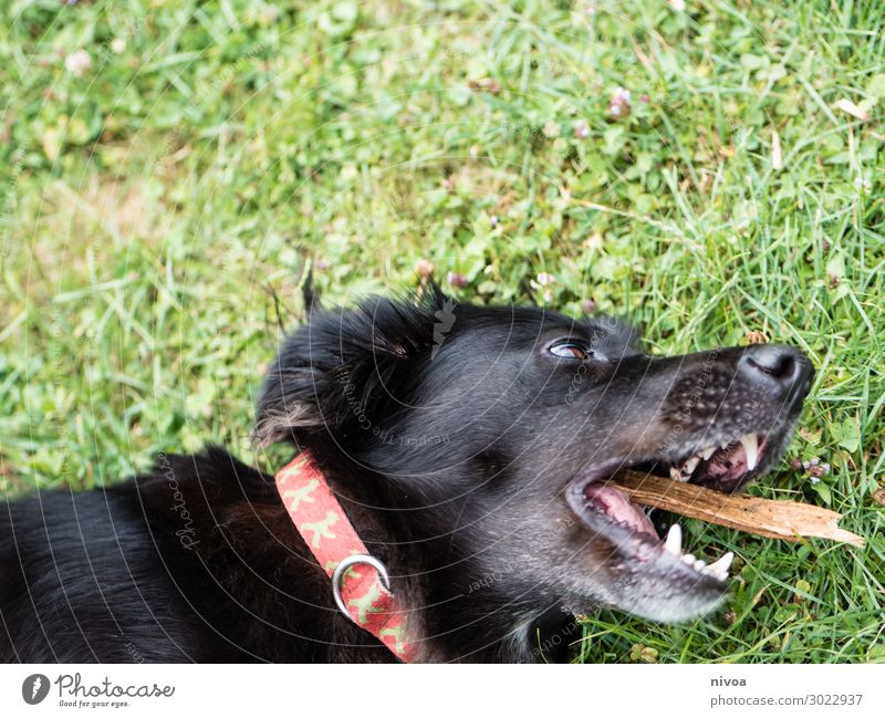 black dog plays with stick Summer Grass Garden Dog collar Stick Animal Pet Animal face 1 Catch Lie Playing Happiness Cute Black Joy Happy Contentment
