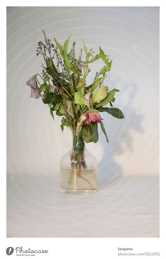 Dead flowers Plant Flower Blossom Container Decoration Glass Water Beautiful Trashy Feminine Green Pink Serene Sadness Death Decadence Time Flowerpot