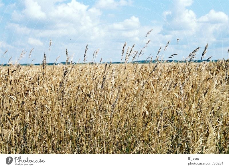 Wheat in the wind Field Agriculture Nutrition Clouds Nature Food Wind Grain