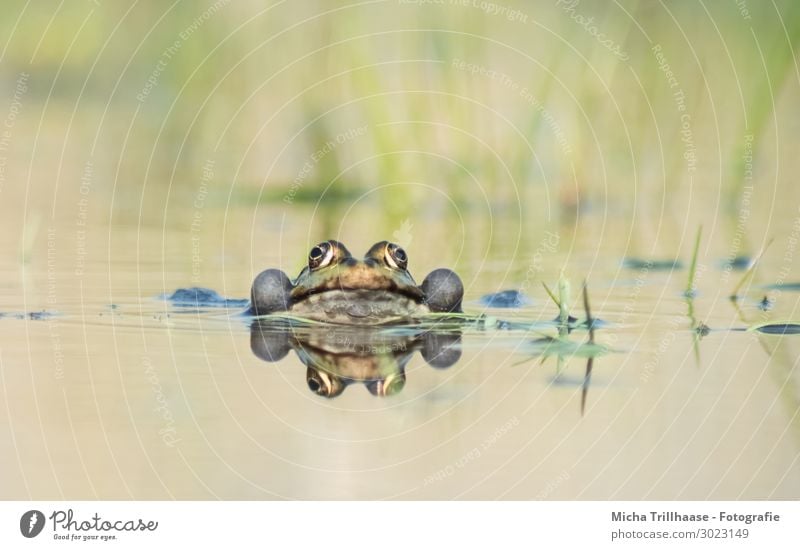 Frog in water Nature Animal Water Sunlight Beautiful weather Pond Lake Wild animal Animal face Water frog Eyes Muzzle sound bubbles pelophylax 1 Observe