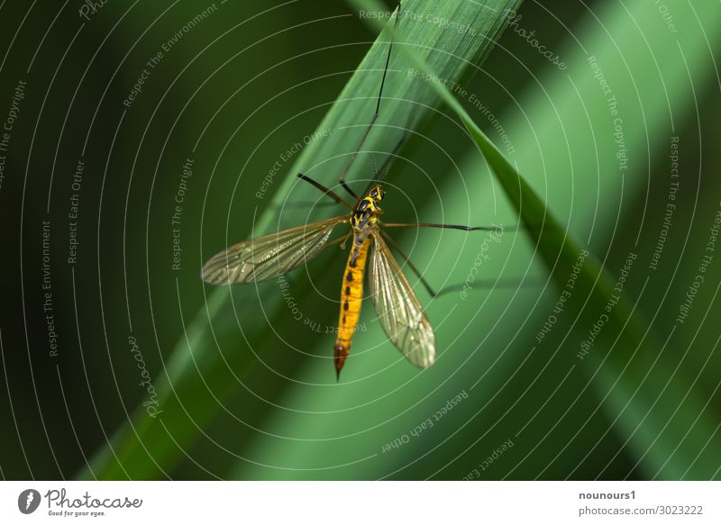 hanging section Sunlight Summer Plant Foliage plant Animal Wild animal Crane fly 1 Hang To swing Yellow Green Black Colour photo Multicoloured Exterior shot