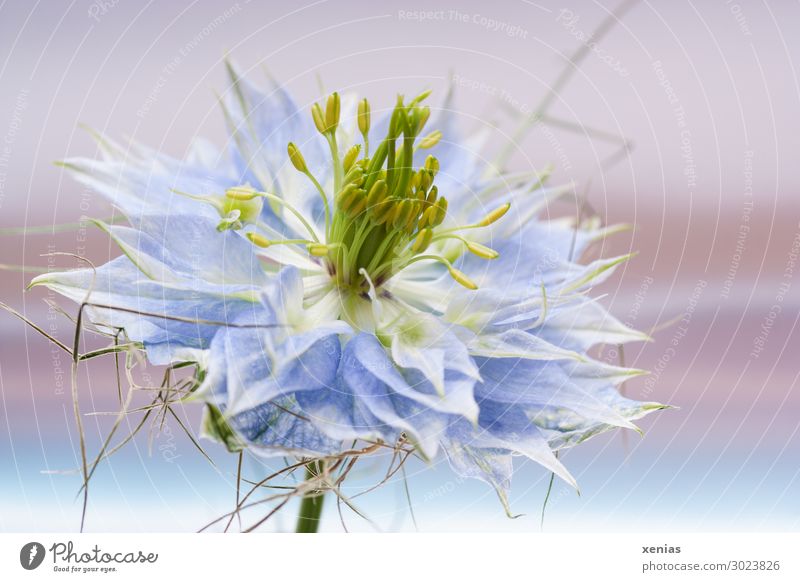 Maid in the green Flower Blossom Love-in-a-mist Elegant Blue Yellow Green Pink Graceful Close-up Detail Summer Spring