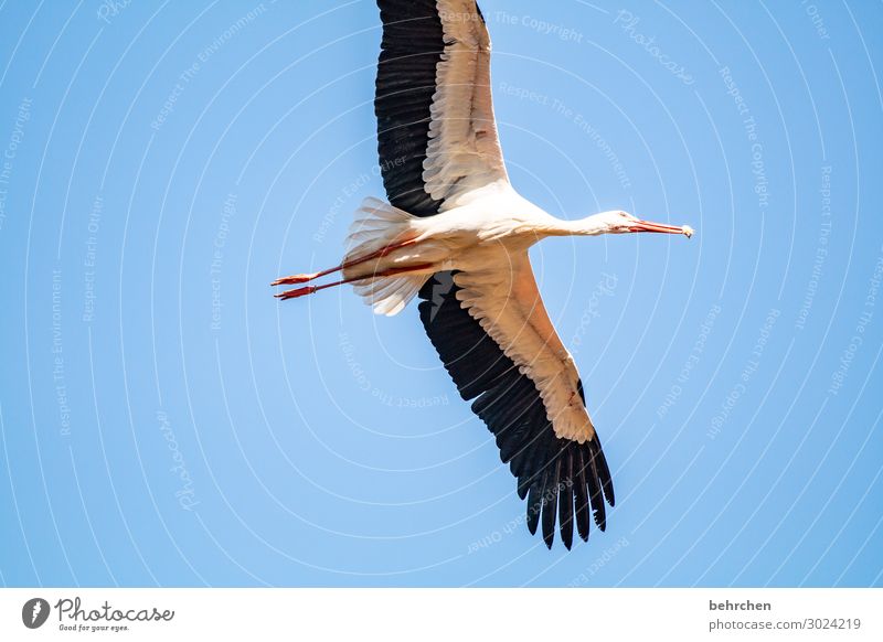 lifted off | for food intake Nature Sky Wild animal Bird Wing Stork Feather Beak Chick Flying To feed Exceptional Fantastic Free Tall Beautiful Blue Freedom