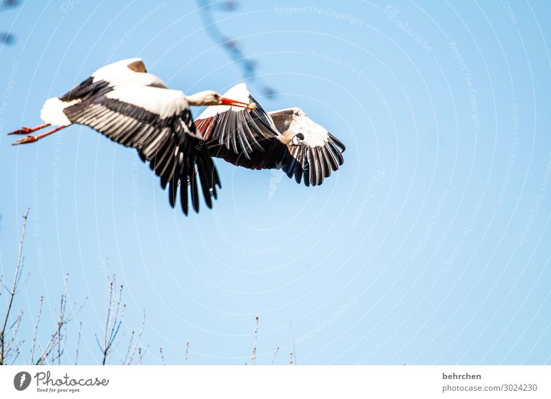 airy friendship Sky Wild animal Bird Animal face Wing Stork Crane Chick Metal coil Flying To feed Exceptional Elegant Fantastic Beautiful Together