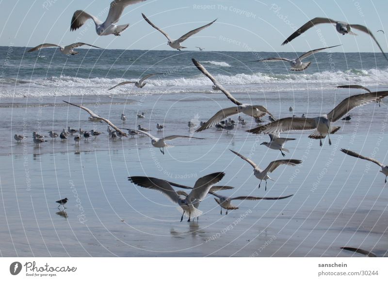 daytona beach 01 Americas Florida Daytona Beach Seagull Bird Ocean Animal Nature