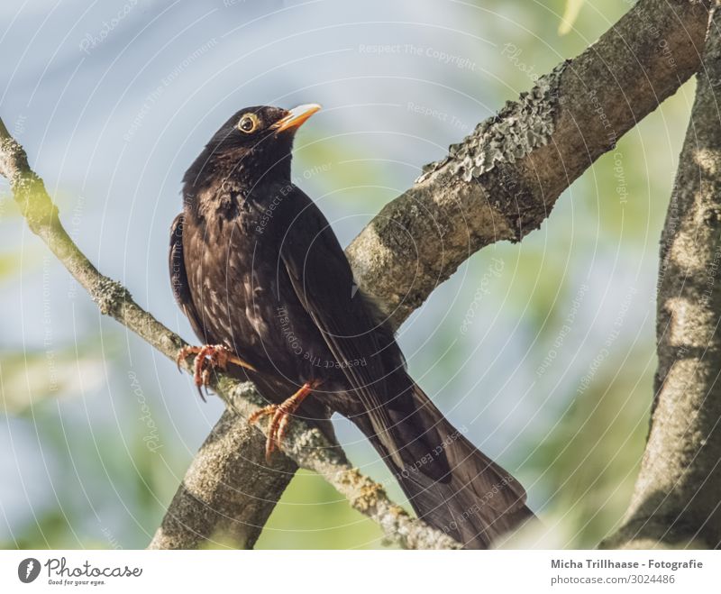 Blackbird in a tree Nature Animal Sky Sunlight Beautiful weather Tree Twigs and branches Wild animal Bird Animal face Wing Claw Head Beak Eyes Feather Plumed 1