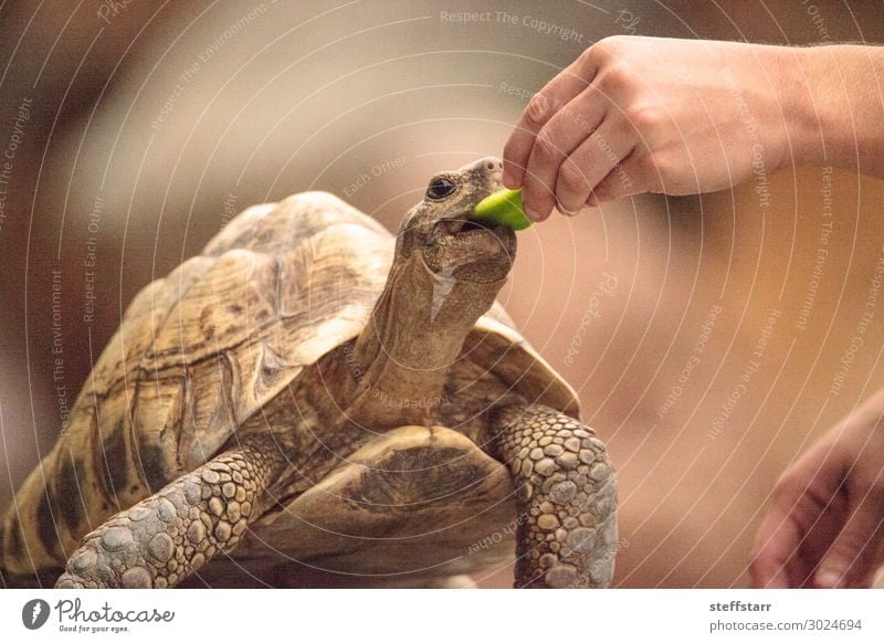 Indian star tortoise Geochelone elegans is a threatened species Eating Nature Animal Pet Wild animal Animal face 1 Feeding Brown Tortoise start tortoise
