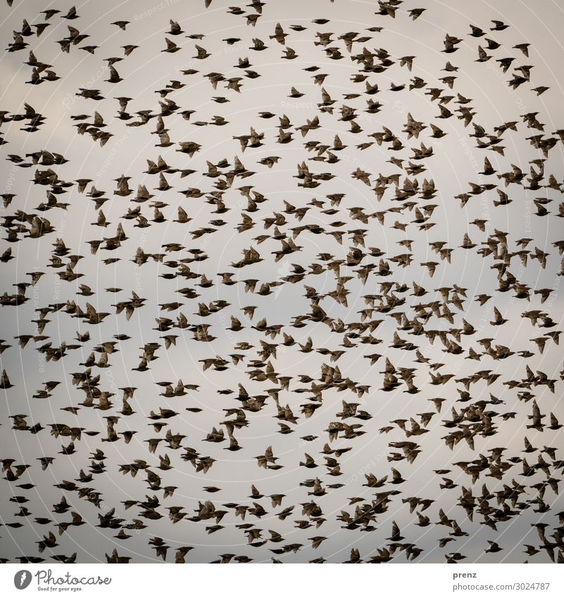 swarm Environment Nature Sky Animal Bird Flock Brown Starling Many Floating Colour photo Exterior shot Deserted Evening Deep depth of field Central perspective