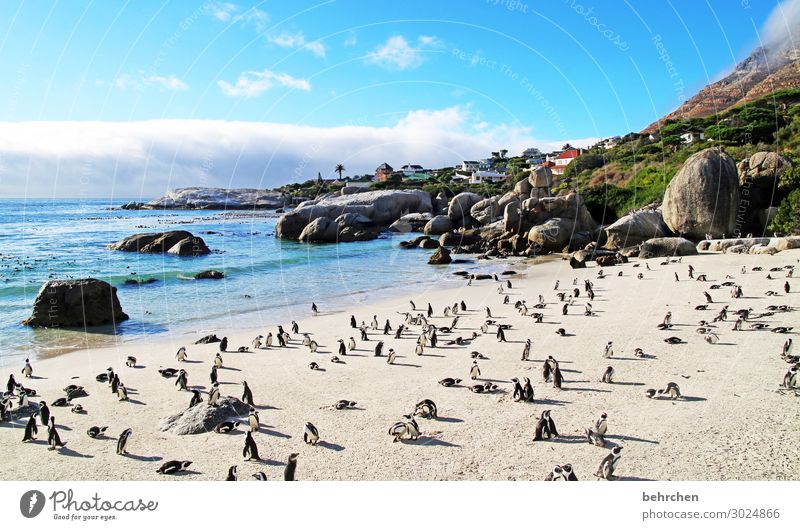 order in chaos | beach meeting Boulders Beach Animal portrait To enjoy Nature Water Longing Rock especially Dream Sunrise Dawn Deserted Sunlight Clouds