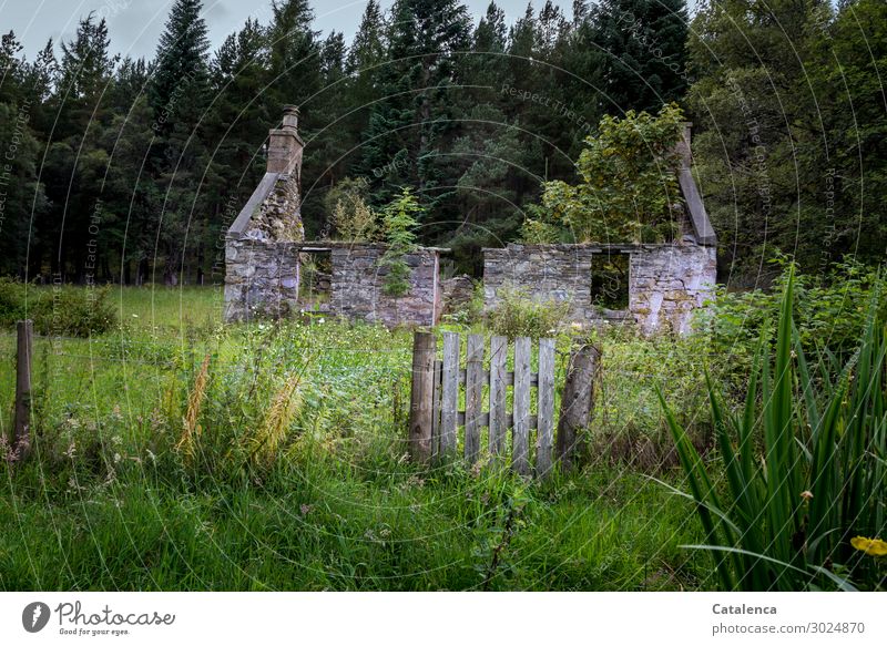Once upon a time; the ruin of a house Nature Landscape Plant Sky Summer Bad weather Tree Flower Grass Bushes Leaf Blossom Fir tree Elder Garden Meadow Forest