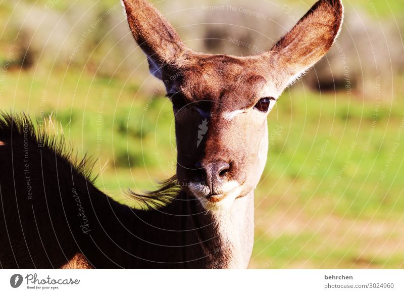 beautiful female kudu South Africa addo Safari Animal Wild animal Vacation & Travel Animal portrait Adventure Tourism Nature Freedom Animal face Far-off places