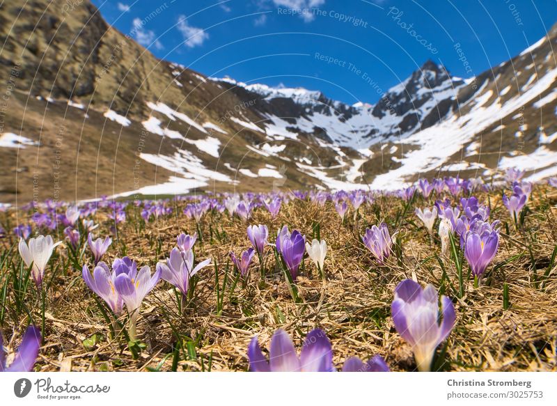 mountain spring Mountain Hiking Nature Landscape Plant Earth Sky Beautiful weather Flower Crocus Alps Federal State of Tyrol Eastern Tyrol Breathe Blossoming