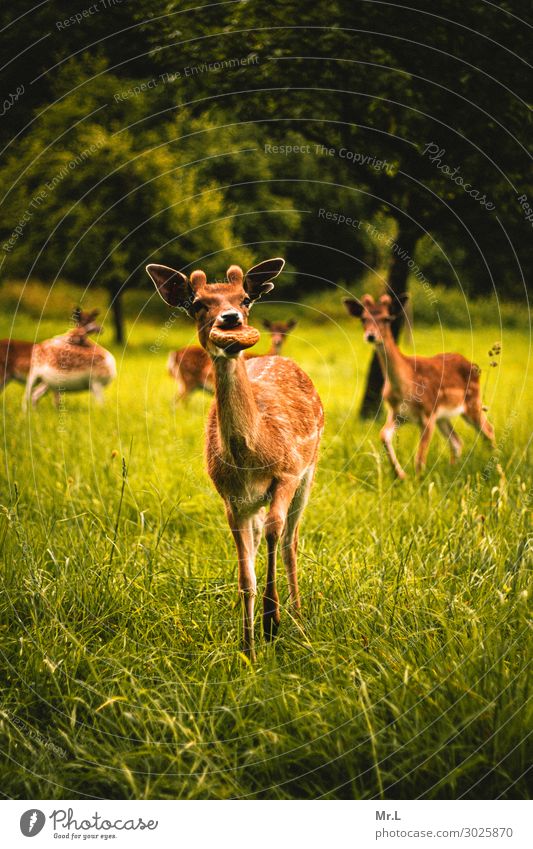 You got any bread? Environment Nature Beautiful weather Tree Grass Animal Wild animal 1 Group of animals Feeding Happiness Together Happy Natural Warmth