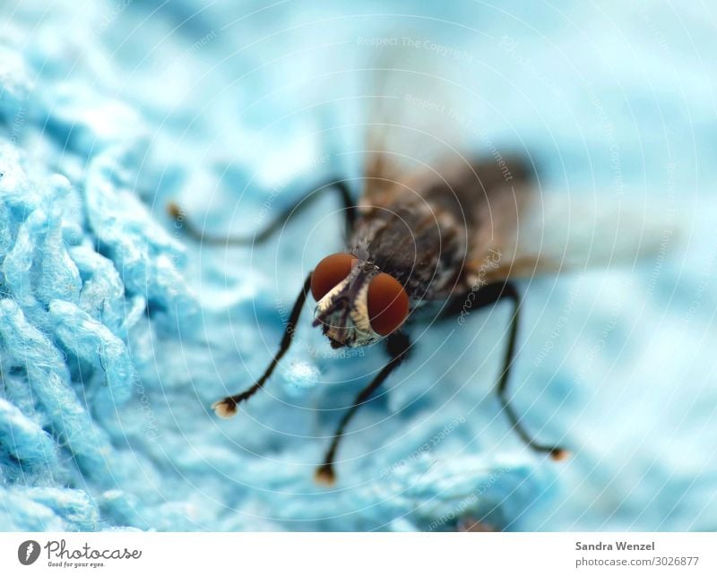 The fly Animal Fly Wing 1 Brash Turquoise Eyes Colour photo Exterior shot Deserted Animal portrait