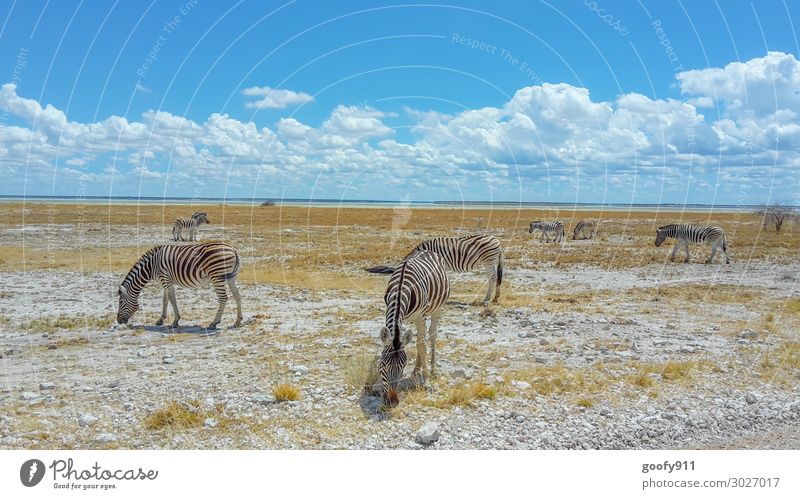 Zebra herd in Etosha NP Namibia Vacation & Travel Tourism Trip Adventure Far-off places Freedom Safari Expedition Environment Nature Landscape Earth Sky Clouds